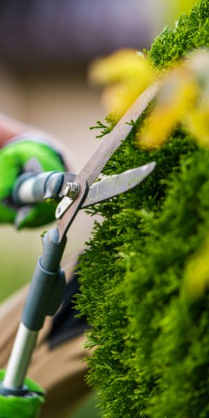 home-garden.jpg home-garden.jpg